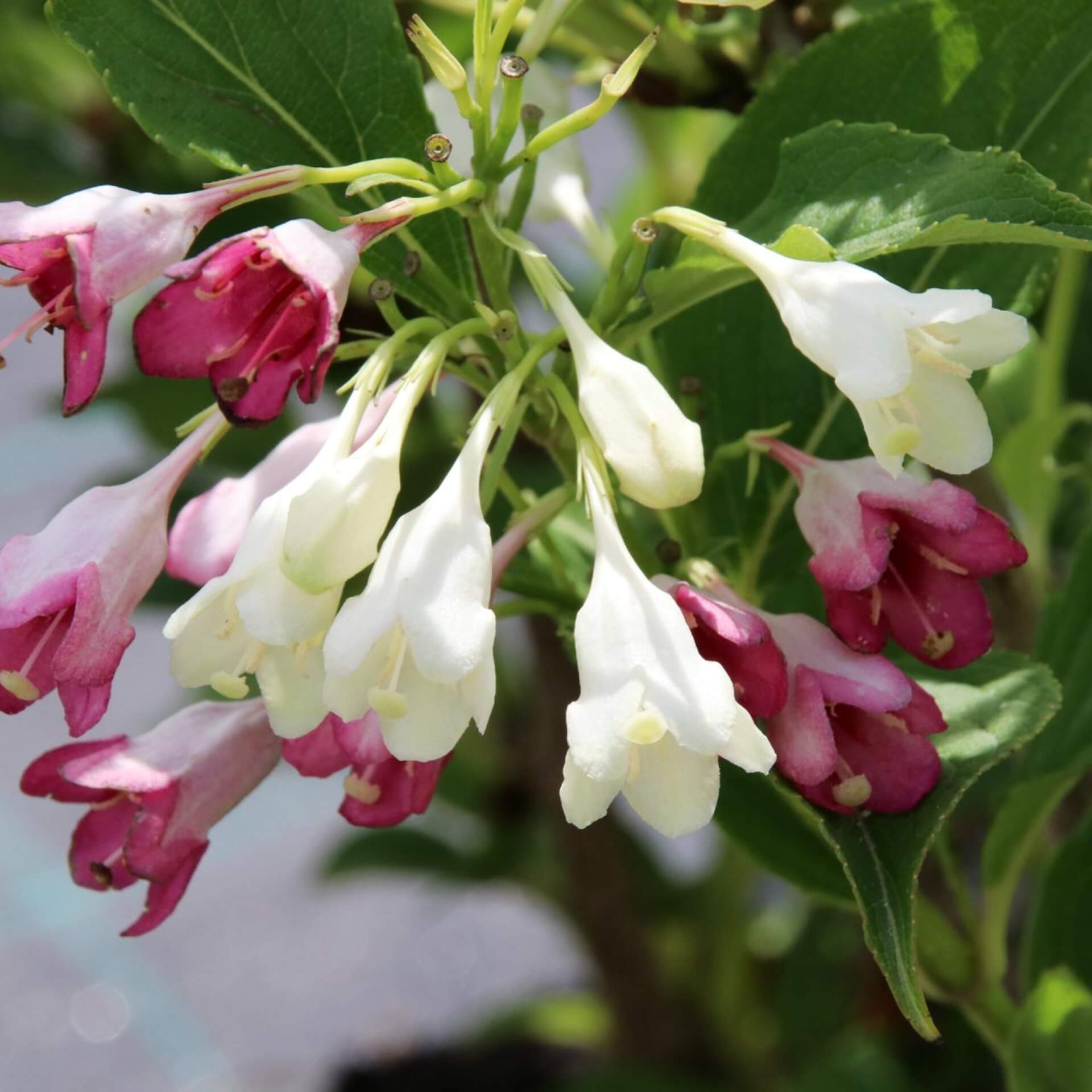 Liebliche Weigelie 'Marjorie' (Weigela florida 'Marjorie')