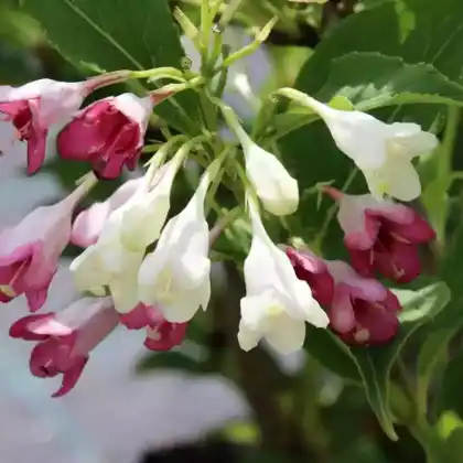 Foto von Liebliche Weigelie 'Marjorie' (Weigela florida 'Marjorie')