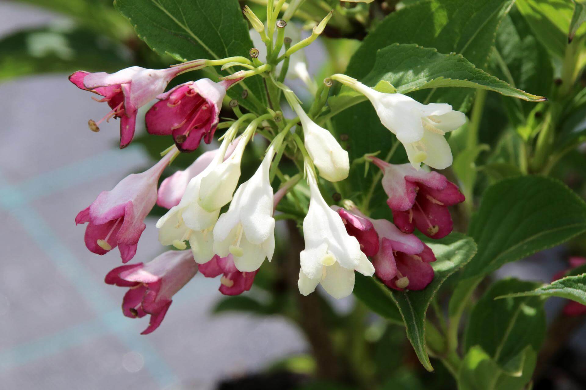 Liebliche Weigelie 'Marjorie' / Weigela florida 'Marjorie'