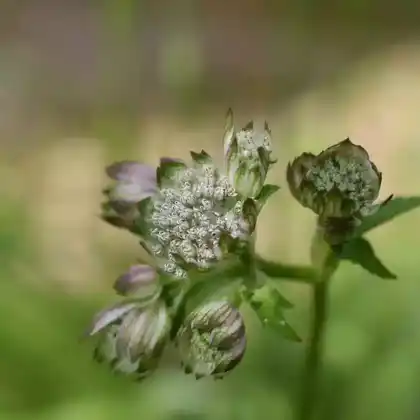 Foto von Sterndolde 'Lola' (Astrantia major 'Lola')