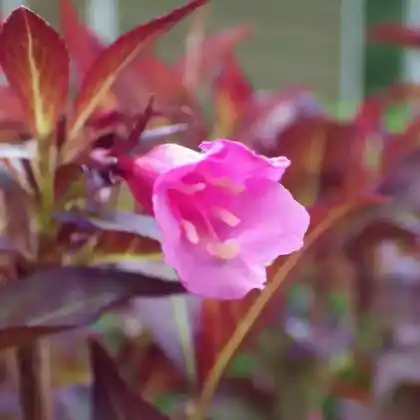 Foto von Liebliche Weigelie 'Minor Black' (Weigela florida 'Minor Black')