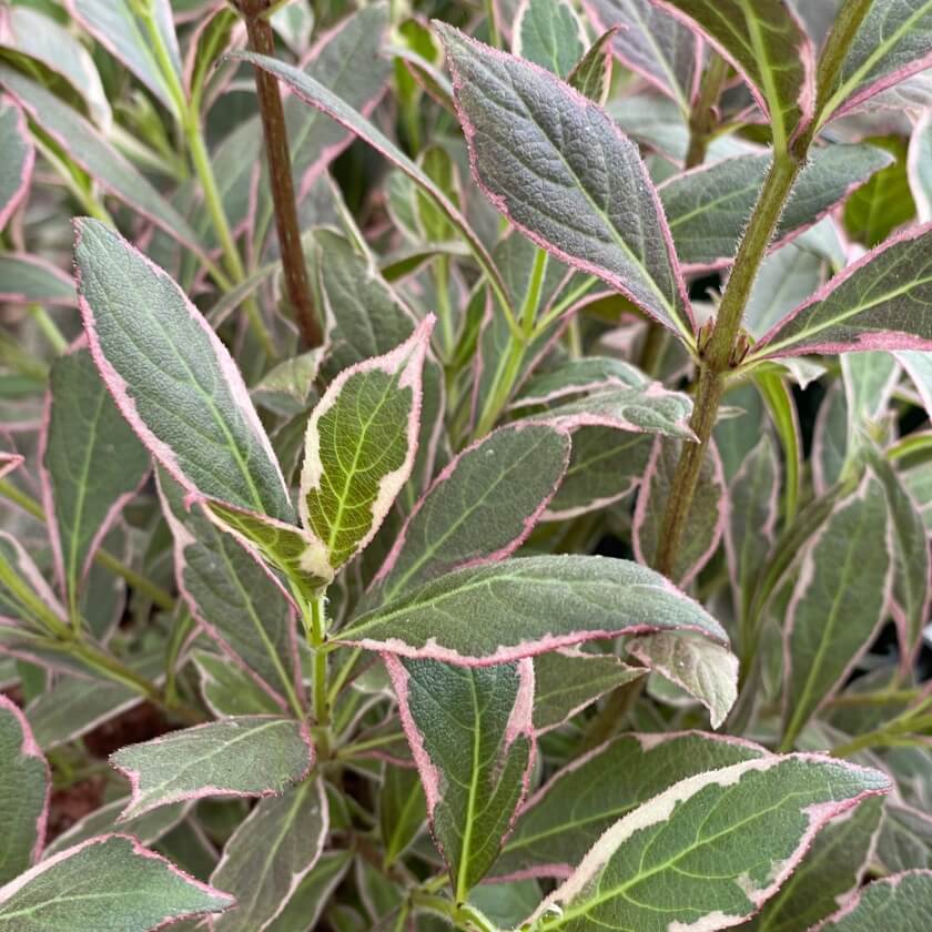 Liebliche Weigelie / Weigela florida