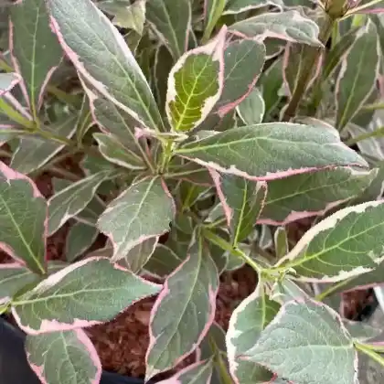 Foto von Liebliche Weigelie 'Monet' (Weigela florida 'Monet')