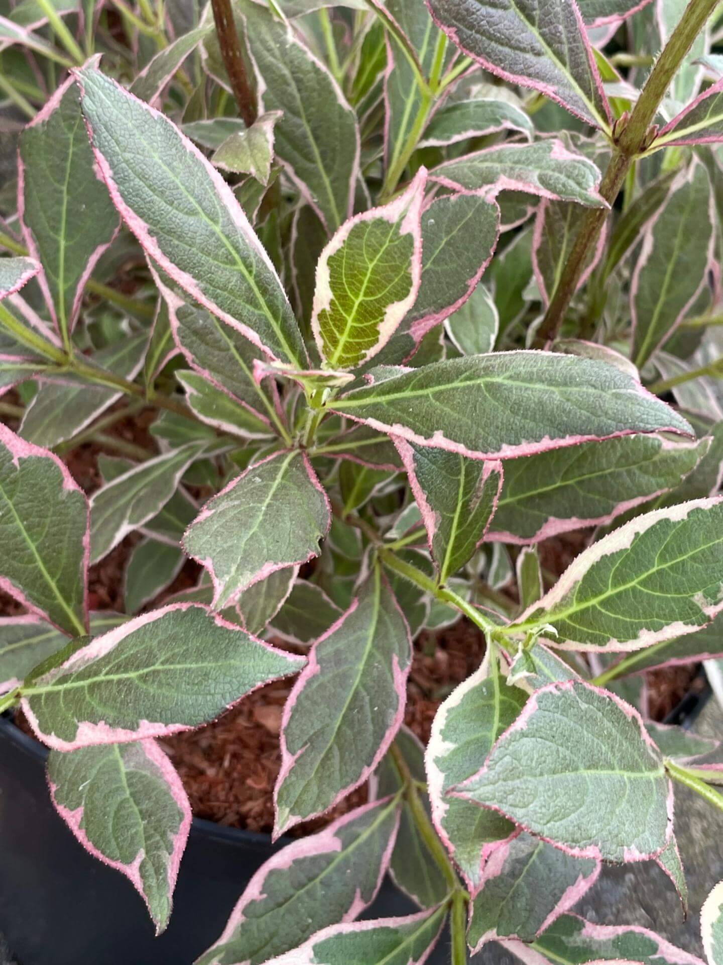 Liebliche Weigelie / Weigela florida