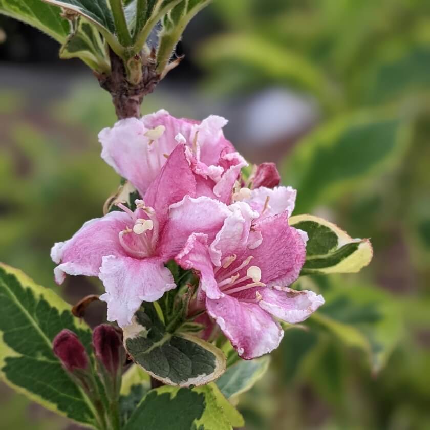Liebliche Weigelie 'Nana Variegata' / Weigela florida 'Nana Variegata'