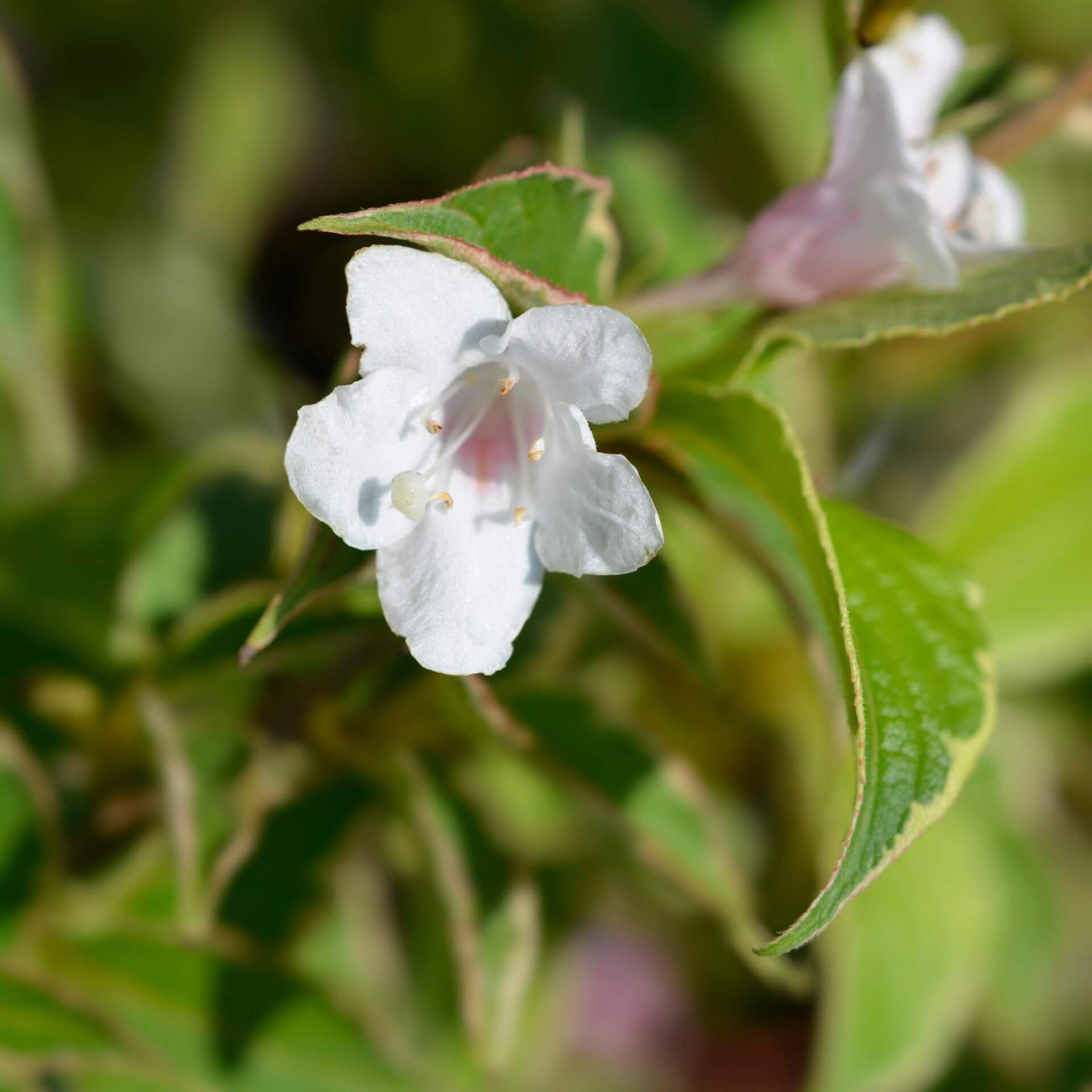 Liebliche Weigelie 'Nana Variegata' (Weigela florida 'Nana Variegata')