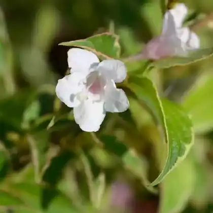 Foto von Liebliche Weigelie 'Nana Variegata' (Weigela florida 'Nana Variegata')