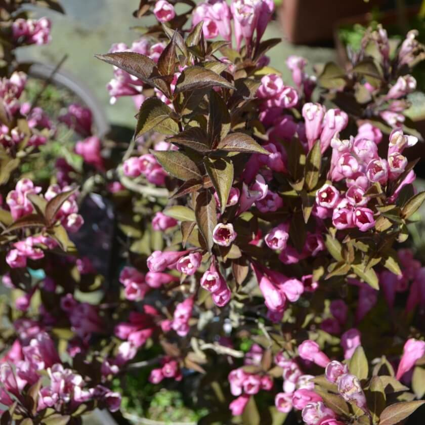 41+ Weigelie Purpurea Kaufen, [découvrez le charme irrésistible de