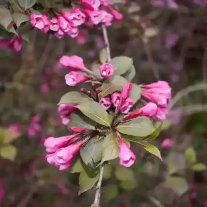 Foto von Liebliche Weigelie 'Purpurea' (Weigela florida 'Purpurea')