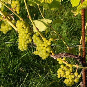 Red\': Garten dein ökologisch pflegeleicht Weinrebe \'Suffolk &