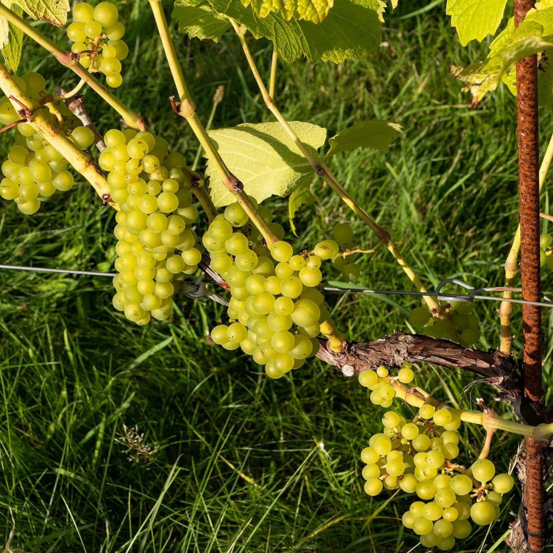 Weintraube 'Solaris' (Vitis vinifera 'Solaris')