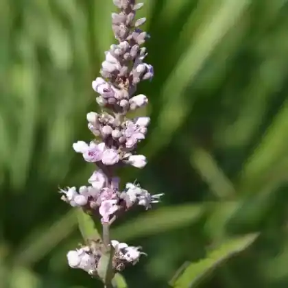 Foto von Mönchspfeffer 'Pink Pinnacle' (Vitex agnus-castus 'Pink Pinnacle')