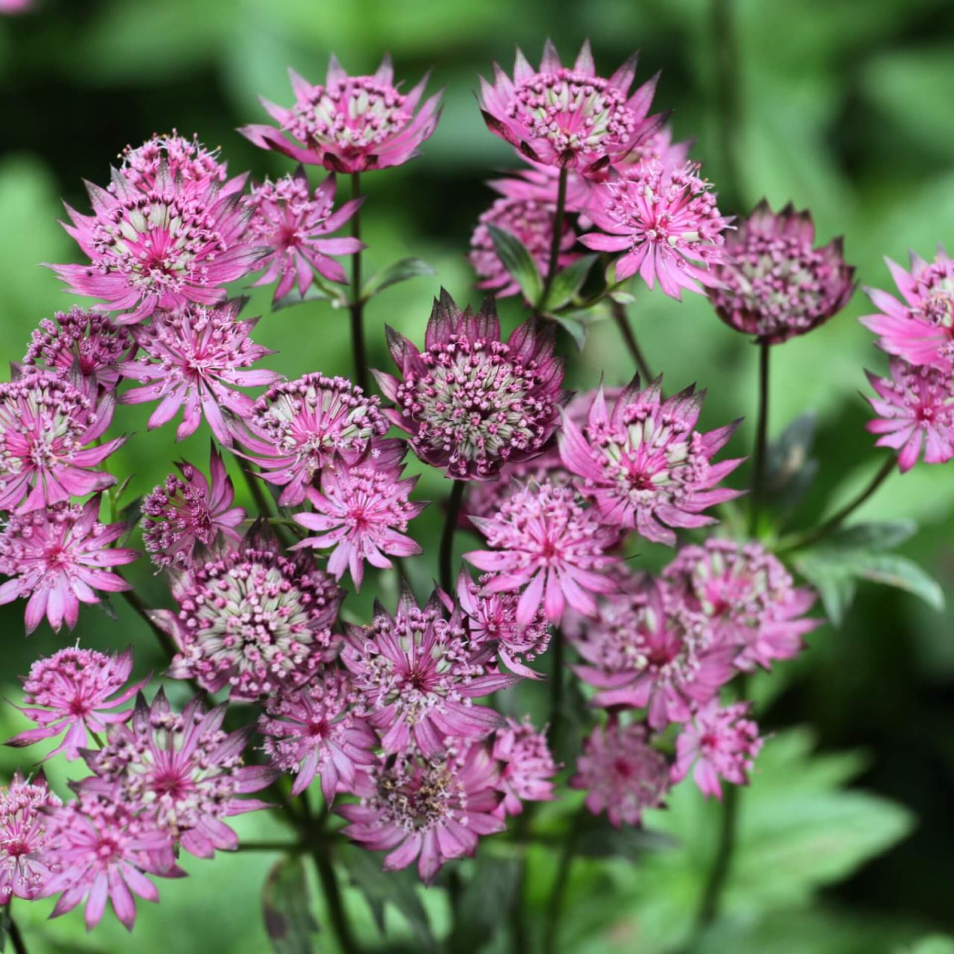 Sterndolde 'Roma' (Astrantia major 'Roma')