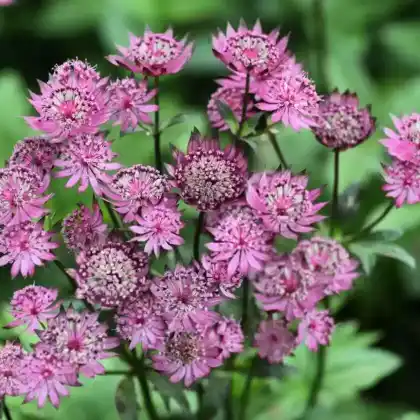 Foto von Sterndolde 'Roma' (Astrantia major 'Roma')