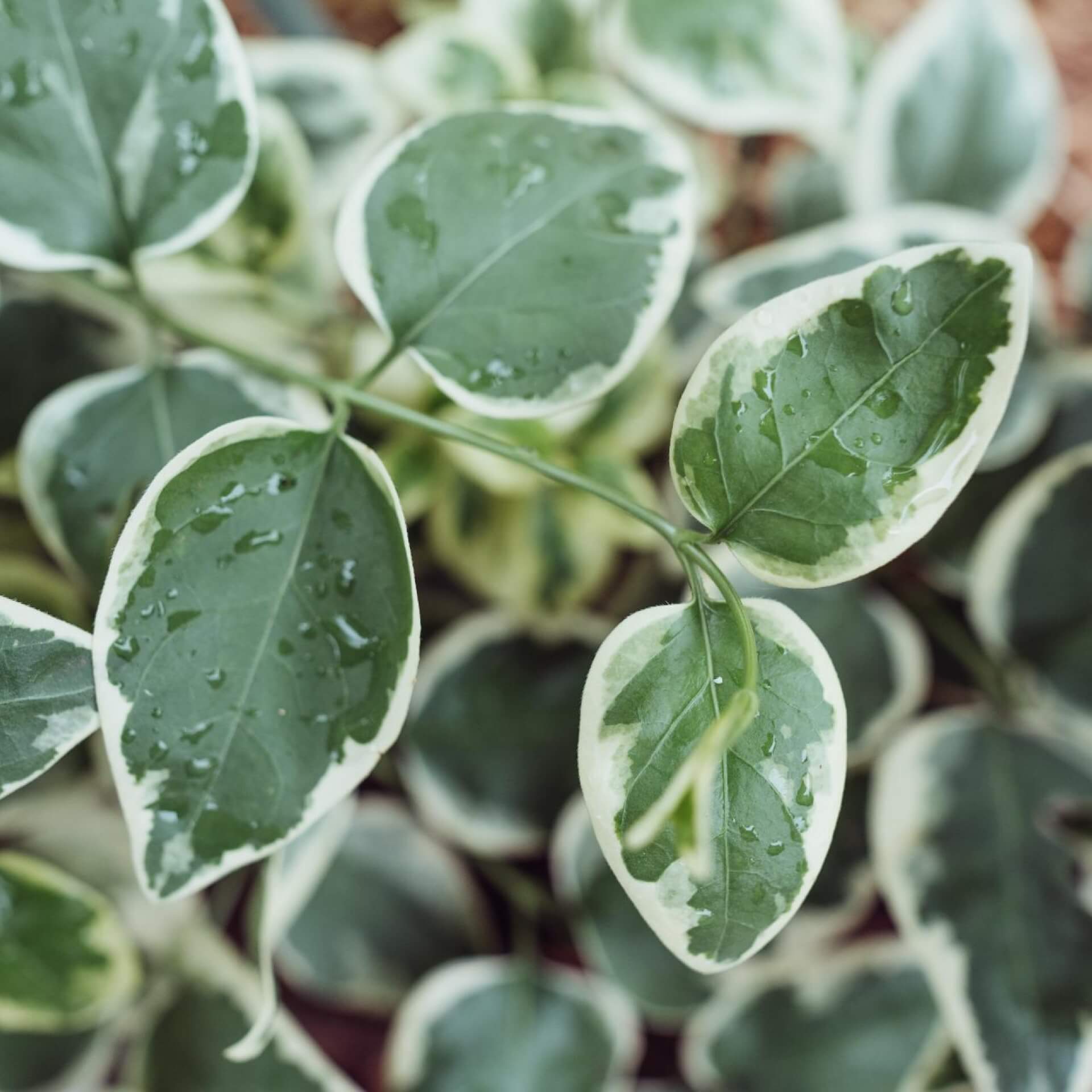 Kleines Immergrün 'Variegata' (Vinca minor 'Variegata')