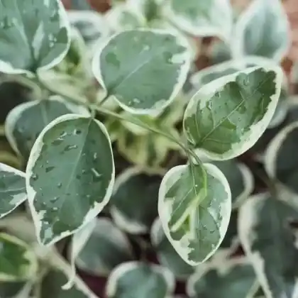 Foto von Kleines Immergrün 'Variegata' (Vinca minor 'Variegata')