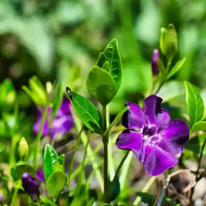 Foto von Kleines Immergrün 'Rubra' (Vinca minor 'Rubra')