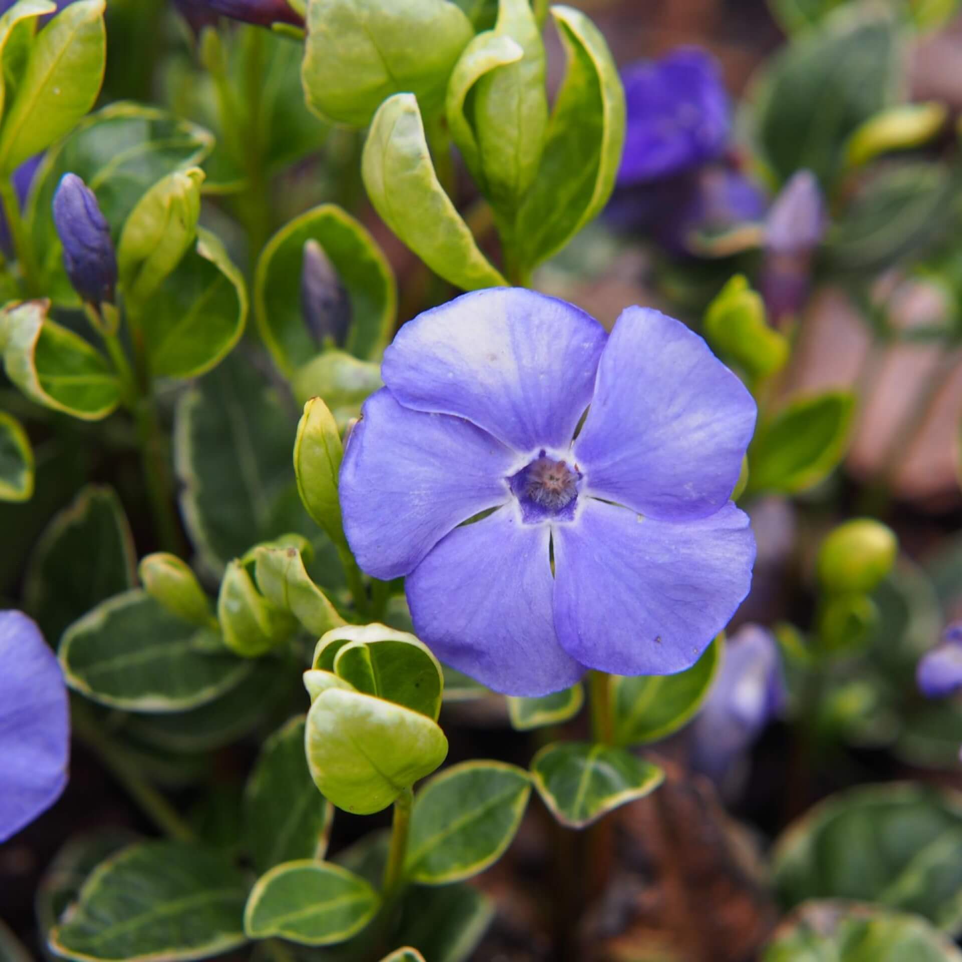 Kleines Immergrün 'Ralph Shugert' (Vinca minor 'Ralph Shugert')