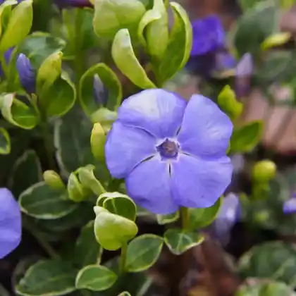 Foto von Kleines Immergrün 'Ralph Shugert' (Vinca minor 'Ralph Shugert')