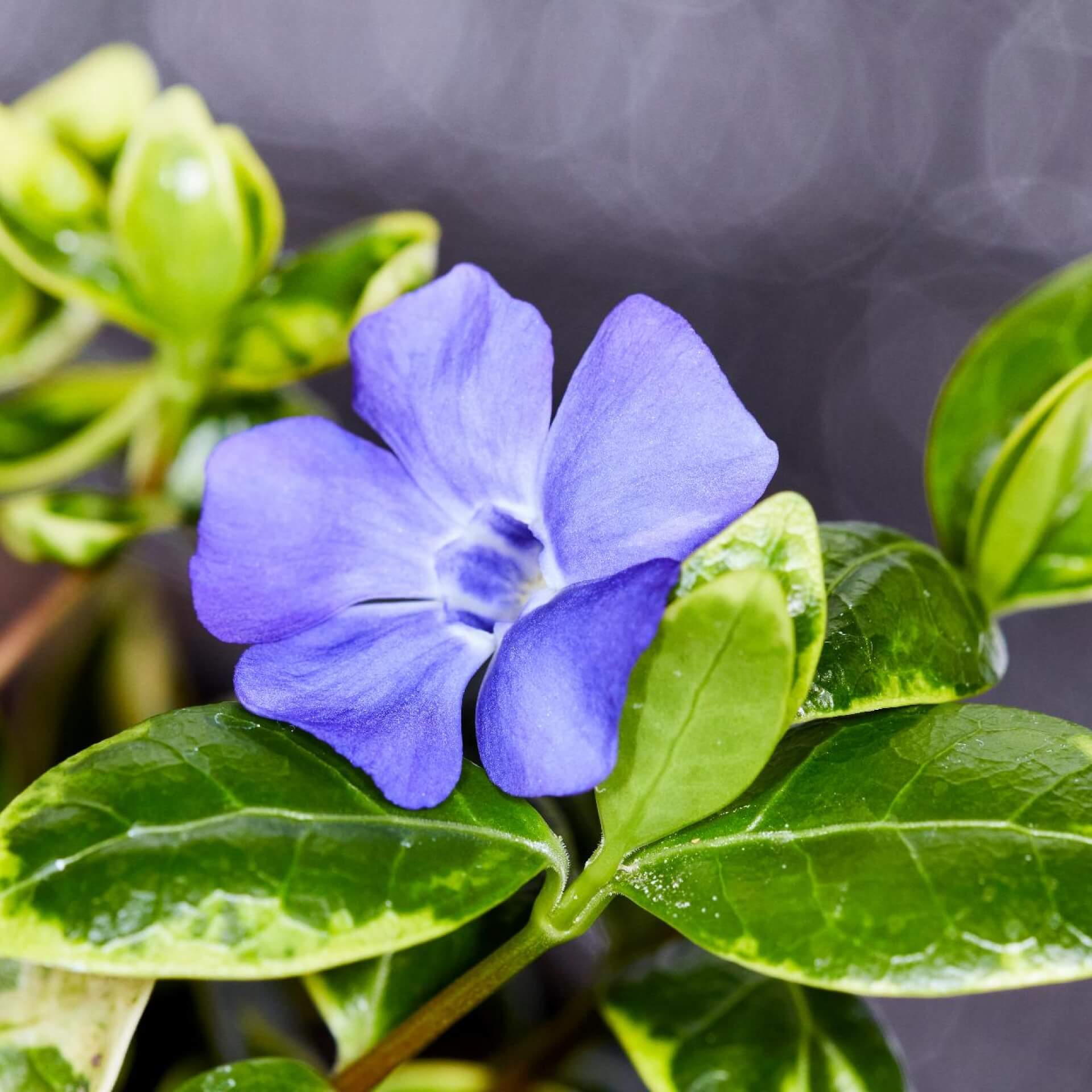 Kleines Immergrün 'Illumination' (Vinca minor 'Illumination')