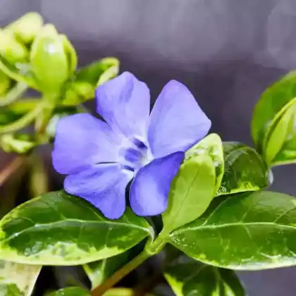 Foto von Kleines Immergrün 'Illumination' (Vinca minor 'Illumination')