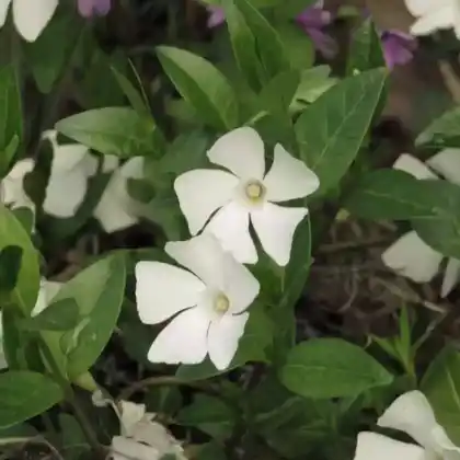 Foto von Kleines Immergrün 'Elisa' (Vinca minor 'Elisa')
