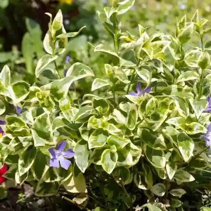 Foto von Kleines Immergrün 'Aureovariegata' (Vinca minor 'Aureovariegata')