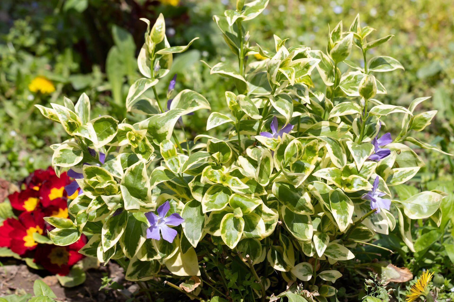 Kleines Immergrün 'Aureovariegata' / Vinca minor 'Aureovariegata'