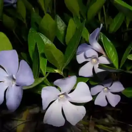 Foto von Kleines Immergrün 'Anna' (Vinca minor 'Anna')