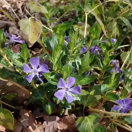 Foto von Großes Immergrün 'Maculata' (Vinca major 'Maculata')