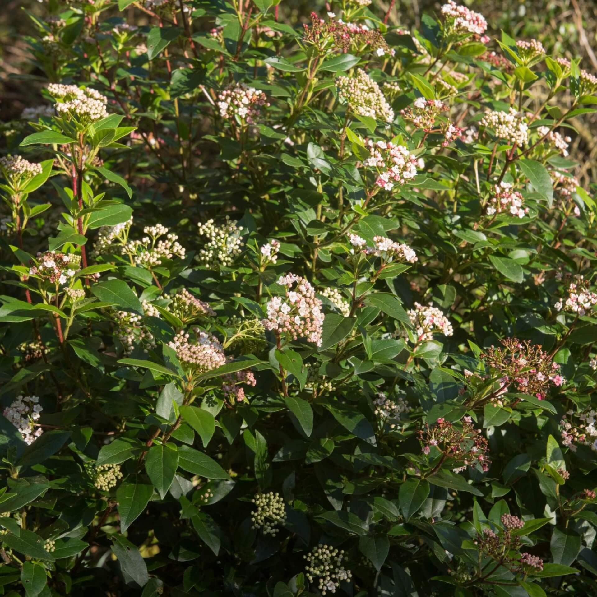 Lorbeerblättriger Schneeball 'Eve Price' (Viburnum tinus 'Eve Price')
