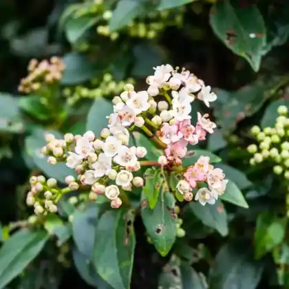 Foto von Lorbeerblättriger Schneeball 'Gwenllian' (Viburnum tinus 'Gwenllian')