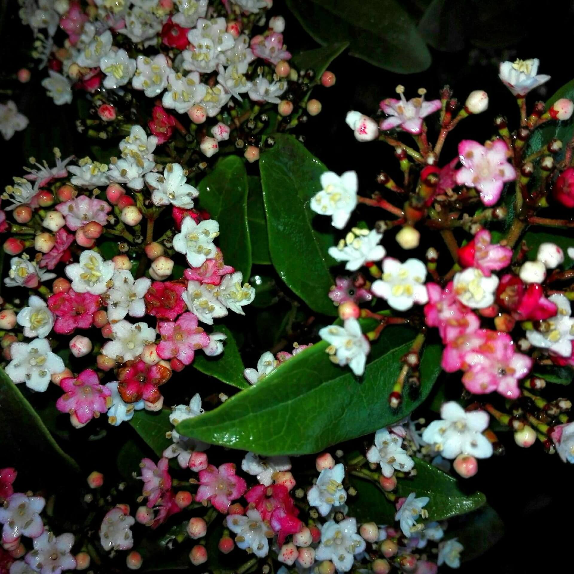 Lorbeerblättriger Schneeball 'Lisarose' (Viburnum tinus 'Lisarose')