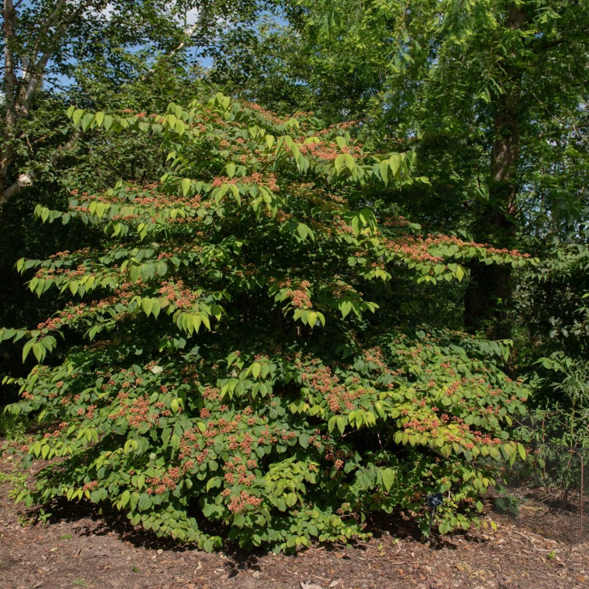 Japanischer Schneeball 'Cascade' (Viburnum plicatum 'Cascade')