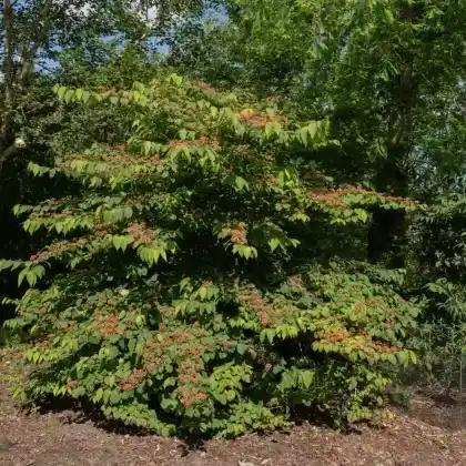 Foto von Japanischer Schneeball 'Cascade' (Viburnum plicatum 'Cascade')