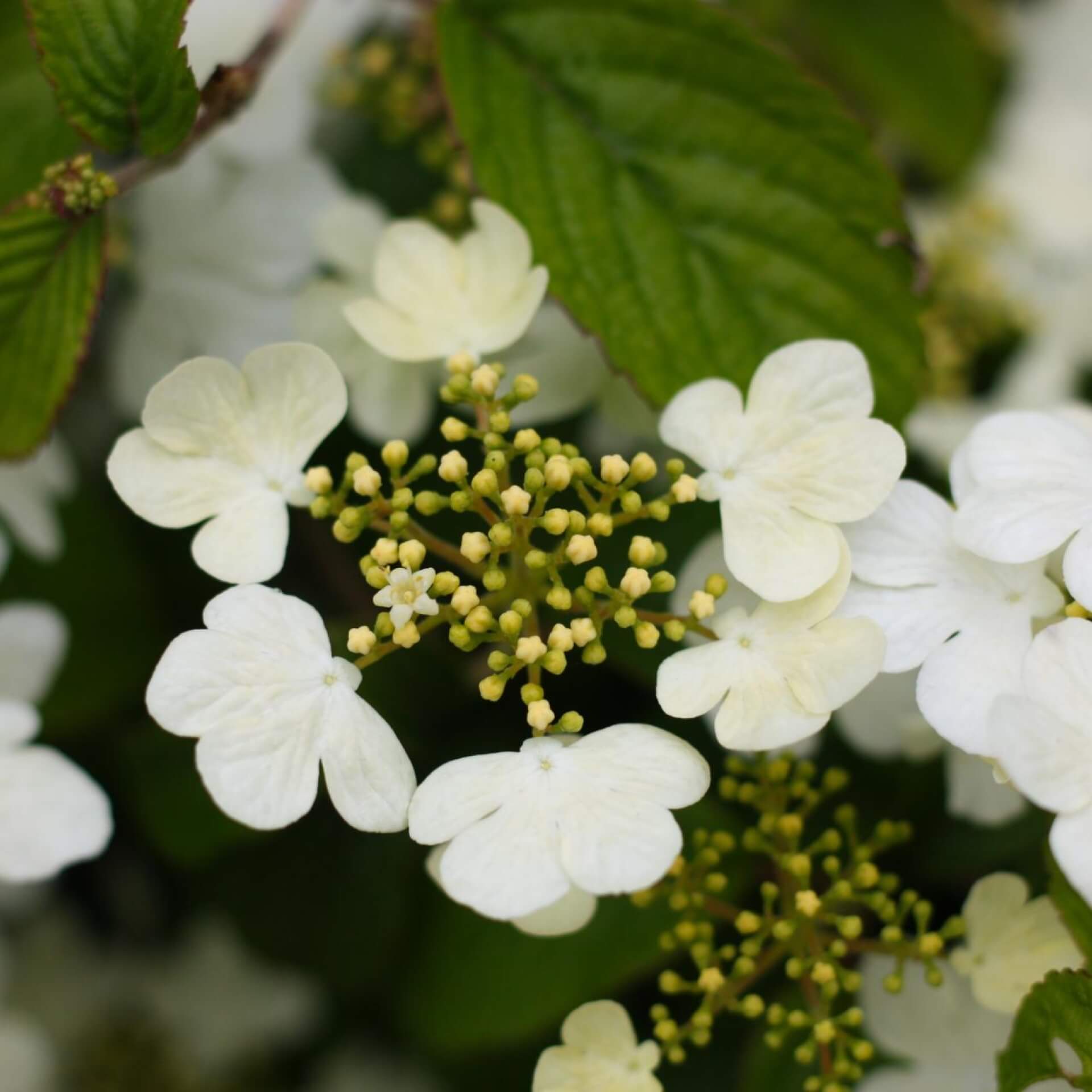 Japanischer Schneeball 'Lanarth' (Viburnum plicatum 'Lanarth')