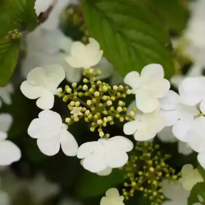 Foto von Japanischer Schneeball 'Lanarth' (Viburnum plicatum 'Lanarth')