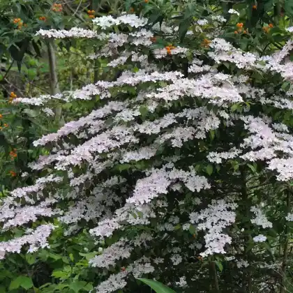 Foto von Japanischer Schneeball 'Pink Beauty' (Viburnum plicatum 'Pink Beauty')