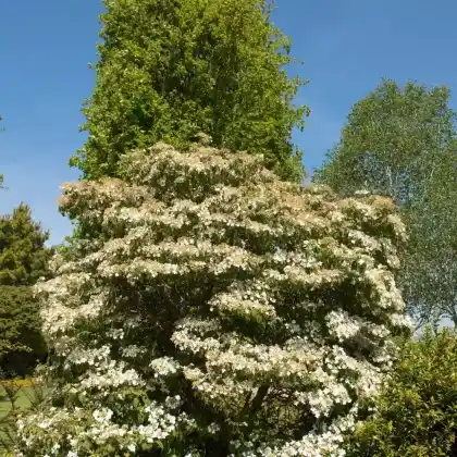 Foto von Japanischer Schneeball 'Summer Snowflake' (Viburnum plicatum 'Summer Snowflake')