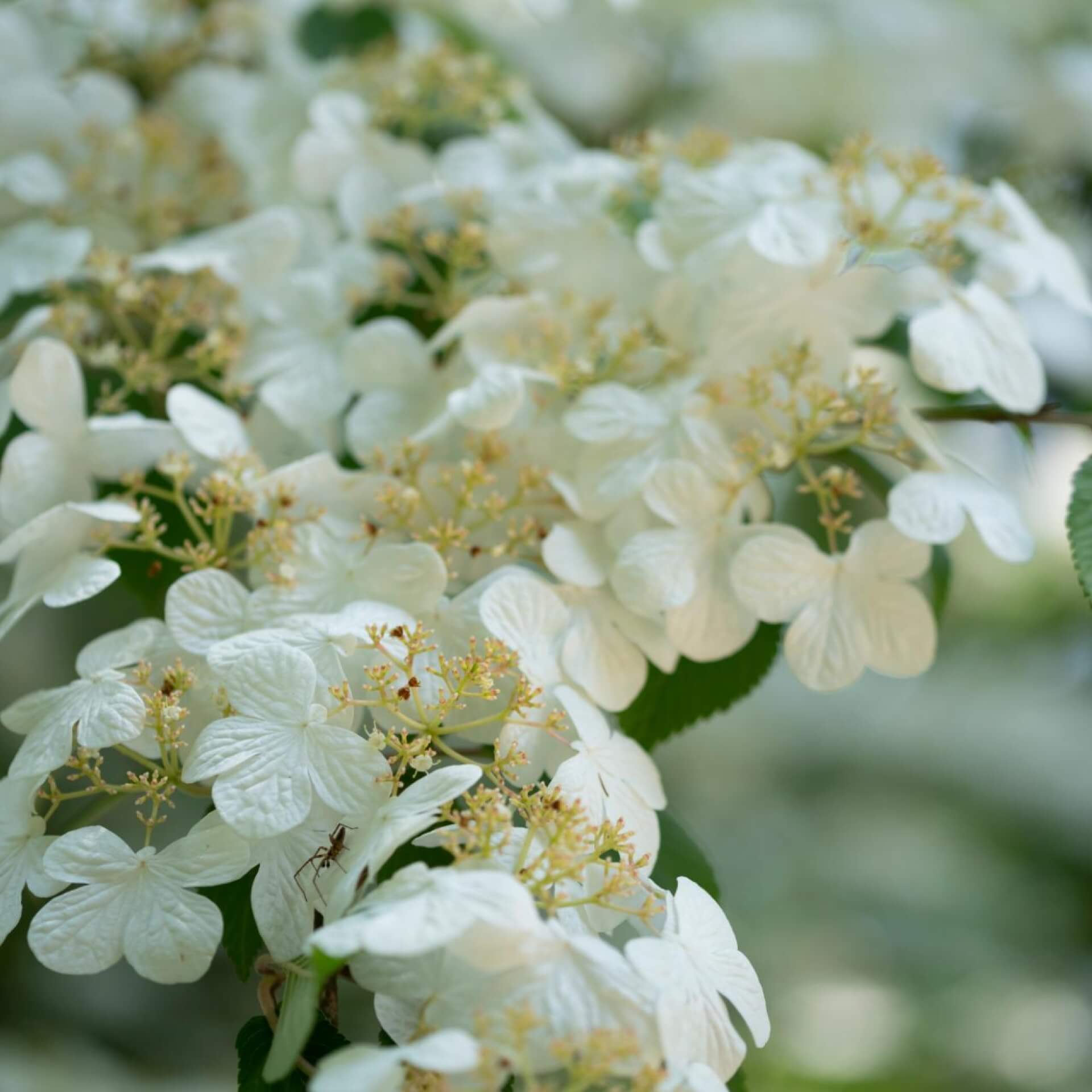 Japanischer Schneeball 'Watanabe' (Viburnum plicatum 'Watanabe')