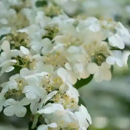 Foto von Japanischer Schneeball 'Watanabe' (Viburnum plicatum 'Watanabe')