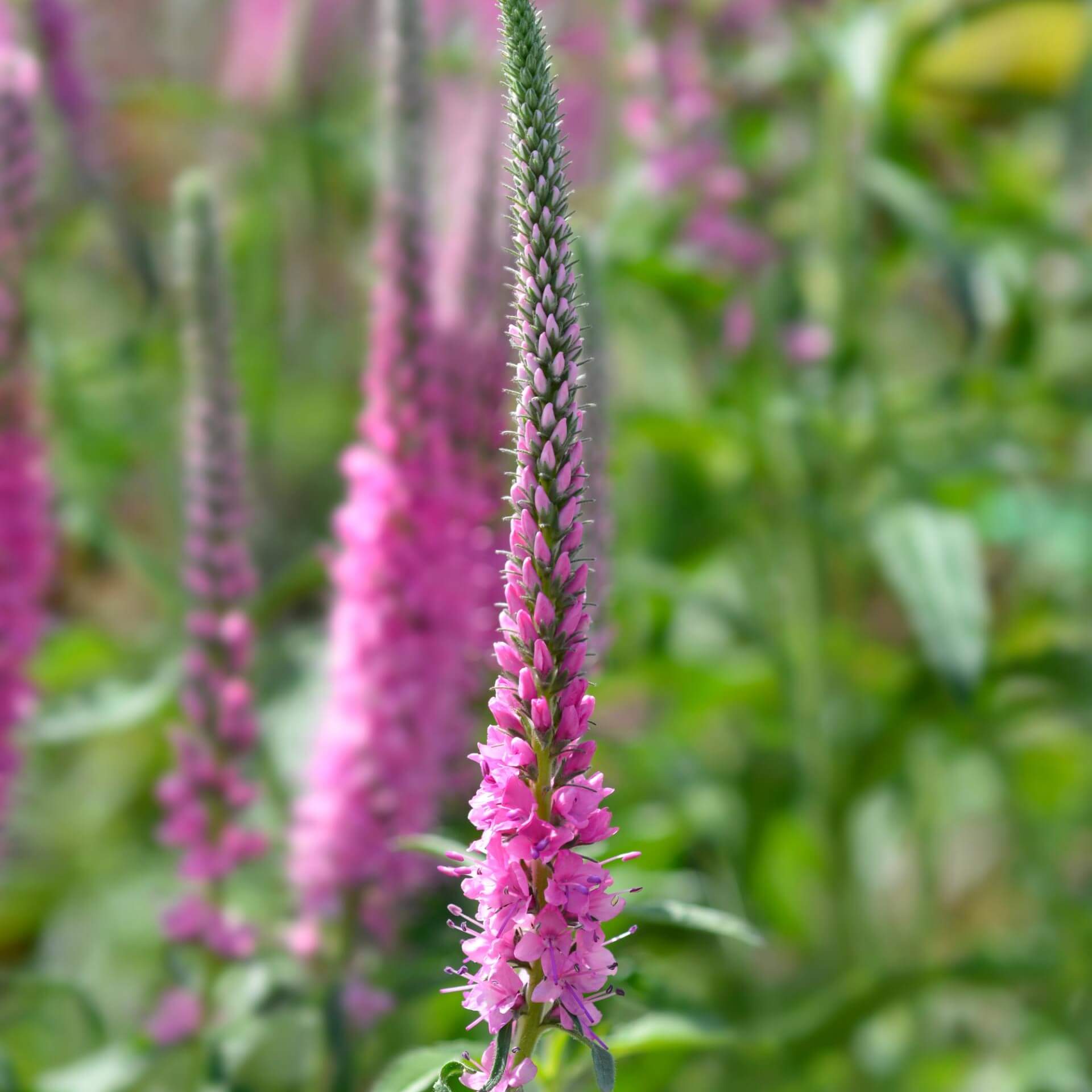 Scheinähriger Ehrenpreis 'Rosa Zwerg' (Veronica spicata 'Rosa Zwerg')