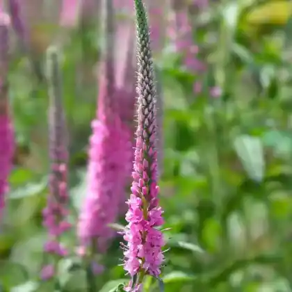 Foto von Scheinähriger Ehrenpreis 'Rosa Zwerg' (Veronica spicata 'Rosa Zwerg')