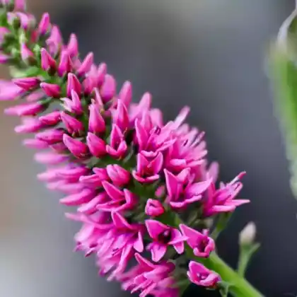 Foto von Scheinähriger Ehrenpreis 'Rosea' (Veronica spicata 'Rosea')