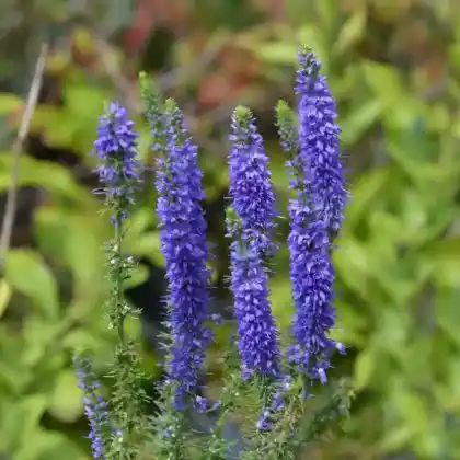Foto von Scheinähriger Ehrenpreis 'Ulster Blue Dwarf' (Veronica spicata 'Ulster Blue Dwarf')