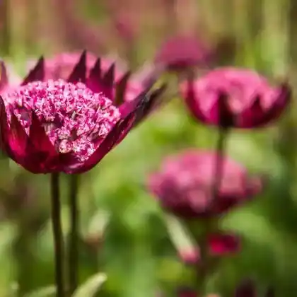 Foto von Sterndolde 'Ruby Cloud' (Astrantia major 'Ruby Cloud')