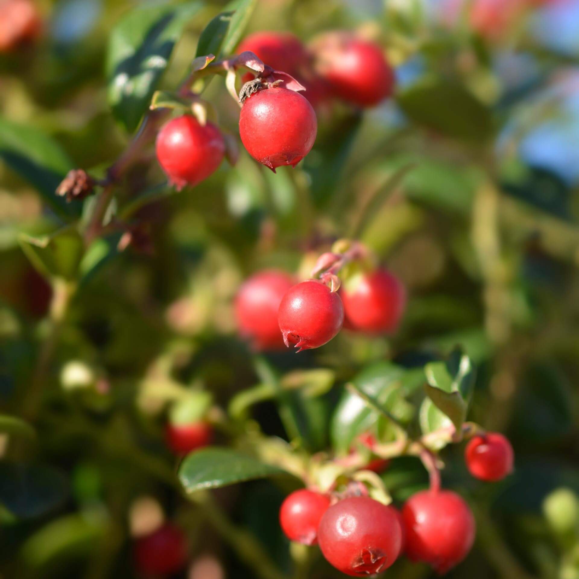 Preiselbeere 'Fireballs'  (Vaccinium vitis-idaea 'Fireballs')