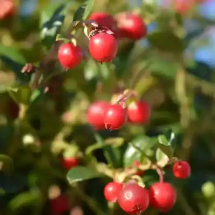 Foto von Preiselbeere 'Fireballs'  (Vaccinium vitis-idaea 'Fireballs')
