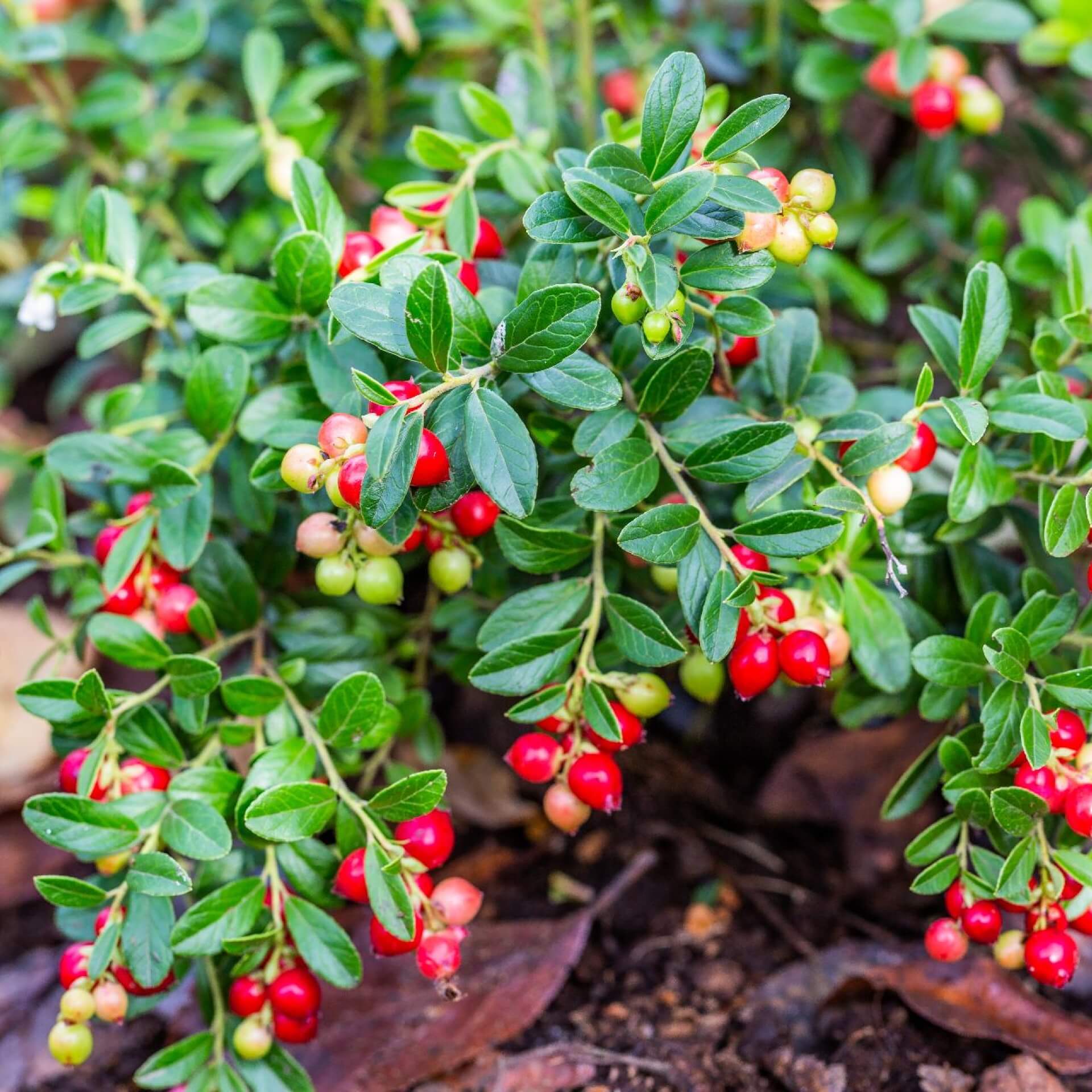 Preiselbeere 'Koralle'  (Vaccinium vitis-idaea 'Koralle')