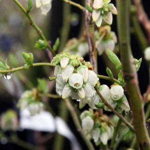 Vaccinium corymbosum 'Bluejay'